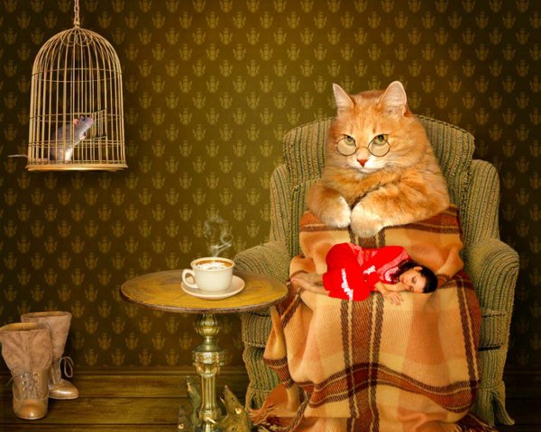 Уютный вечер с котом
