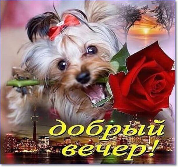Открытки добрый вечер прикольные
