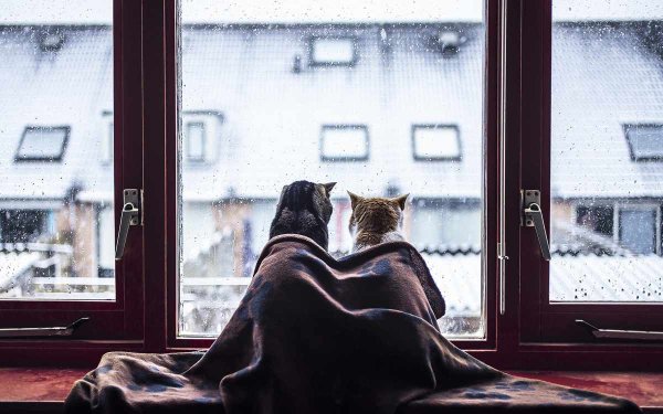 Девушка с котом на подоконнике