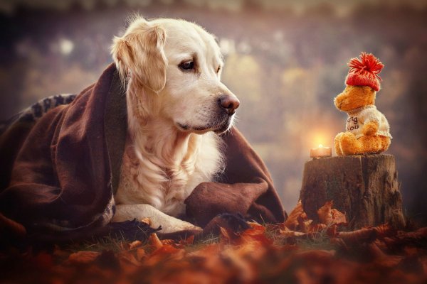Золотистый ретривер