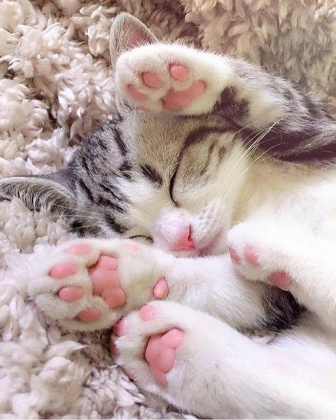 Спящие котята