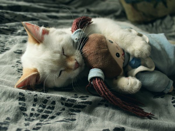 Котик спит с игрушкой