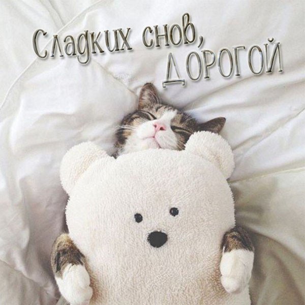 Милые сонные котики