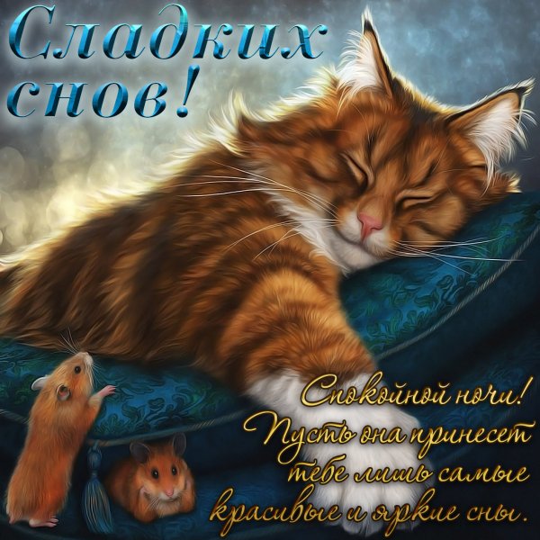 Спокойной ночи сладких снов