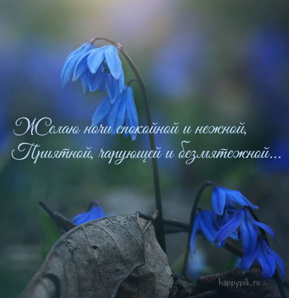 Спокойной весенней ночи