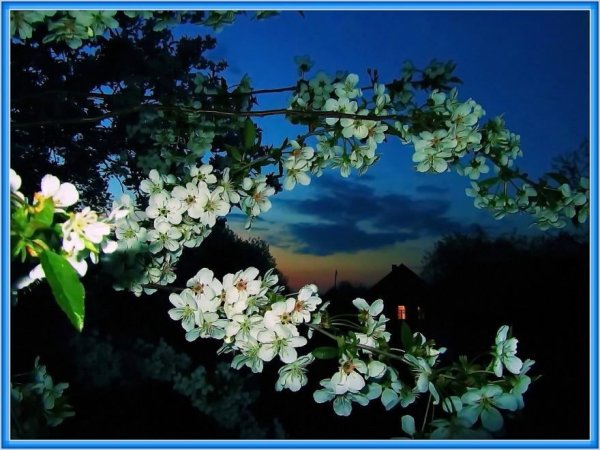 Доброй весенней ночи красивые картинки (35 фото)