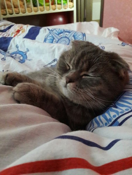 Спокойной ночи котик