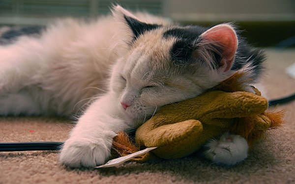 Котик спит