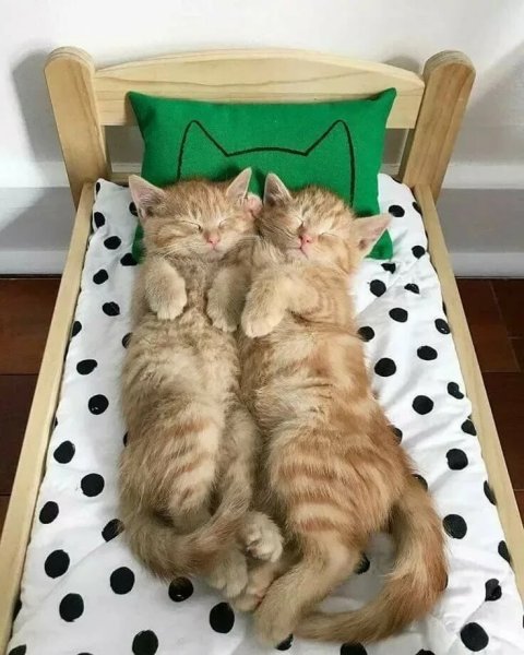 Котенок спит