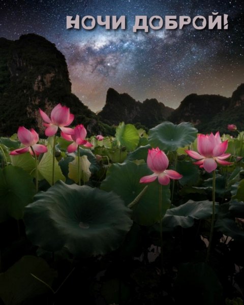 Спокойной летней ночи