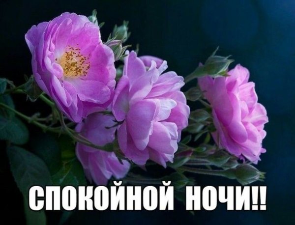 Спокойной ночи с цветами