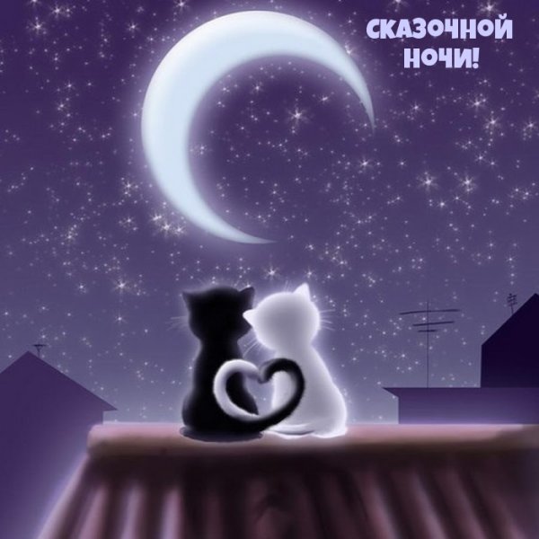 Влюбленные коты