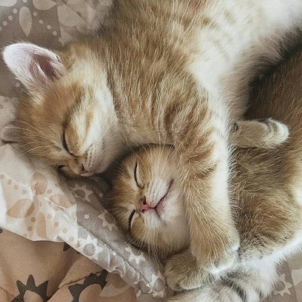 Спящие коты