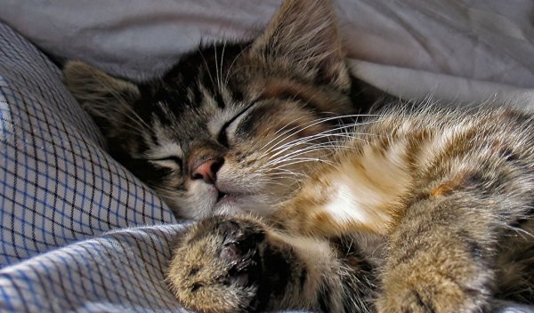 Спящий котик