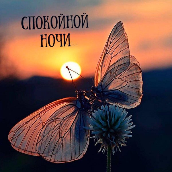 Счастливая бабочка