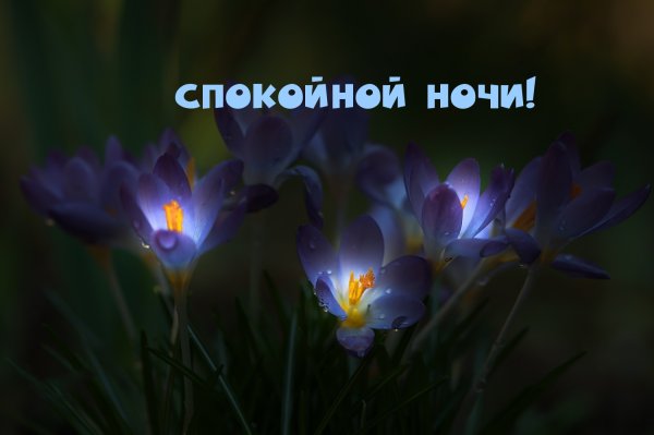Спокойной ночи Весна