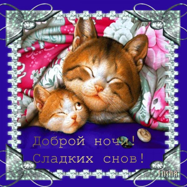 Котенок. Спокойной ночи!