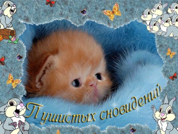 Открытки спокойной ночи с котятами