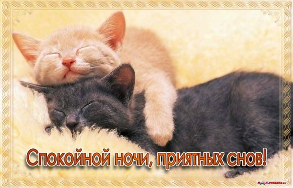 Сладких снов мой котик
