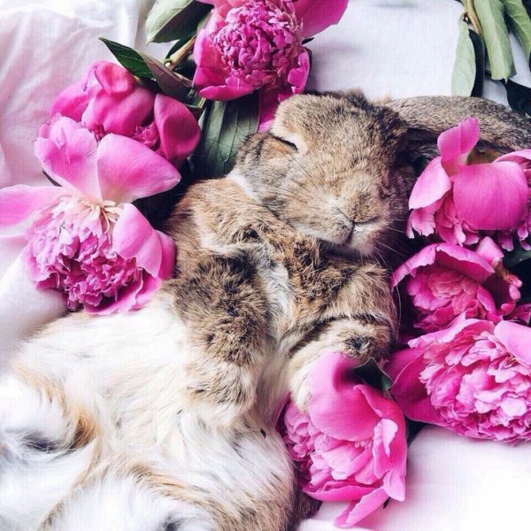 Котик в пионах