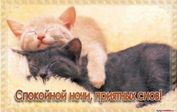 Сладких снов мой котик