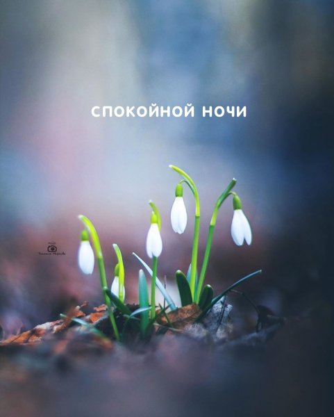 Подснежники на рассвете