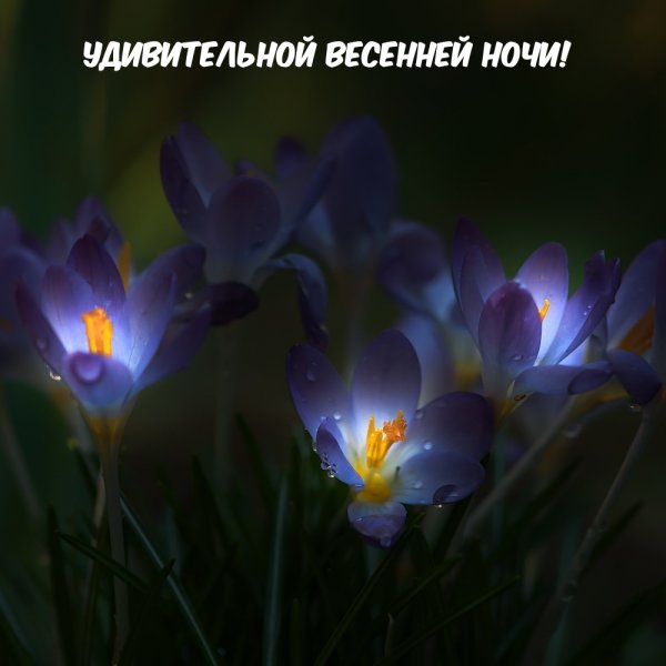 Крокусы в темноте