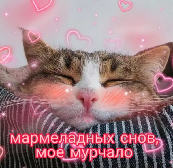 Спокойной ночи котики с сердечками