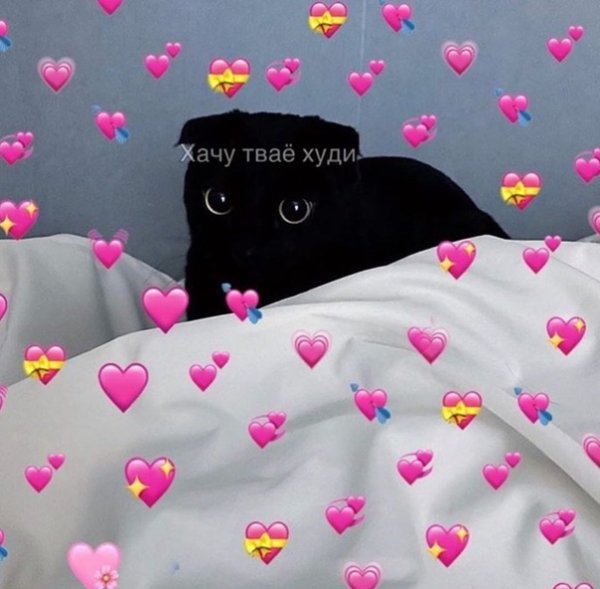 Пикчи с котиками и сердечками