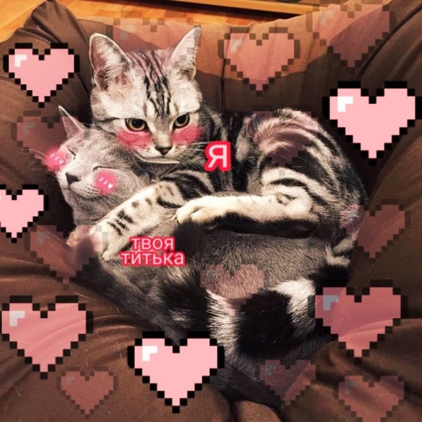 Романтичные пикчи с котиками