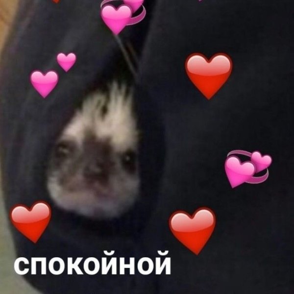 Спокойной ночи котики с сердечками