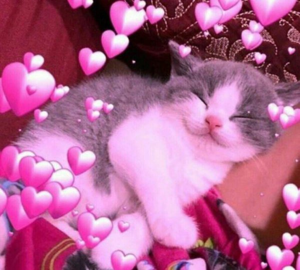 Пикчи сладких снов с котиками