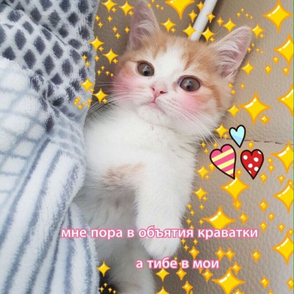 Спокойной ночи котики с сердечками
