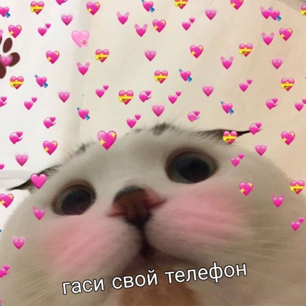 Милые котики спокойной ночи