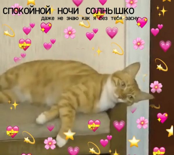 Милые котики с сердечками