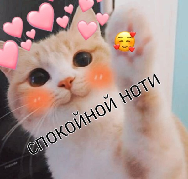 Сохраненки с котиками