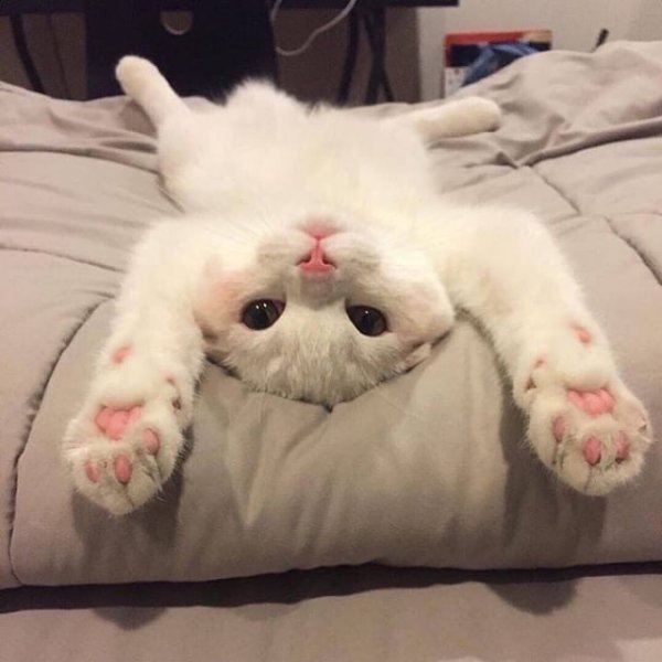 Котенок с сердцем