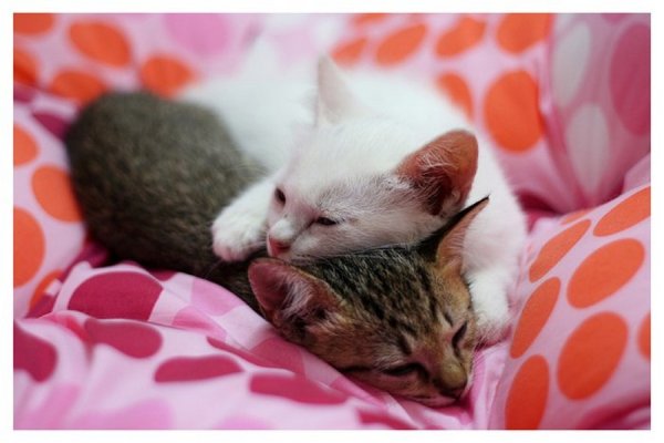 Спокойной ночи котики с сердечками