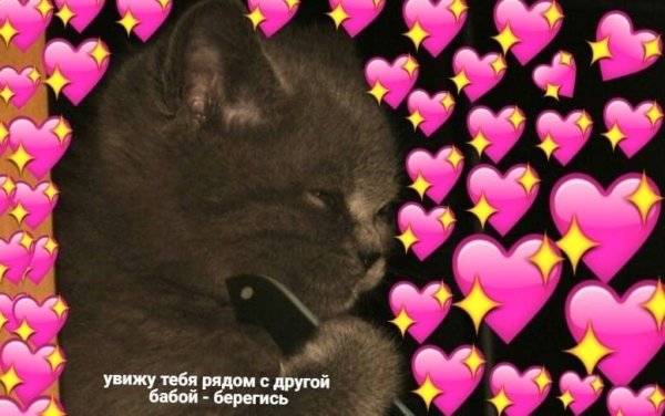 Котики большая любовь