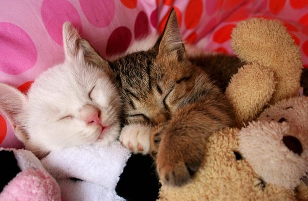 Милые котики с сердечками и надписями