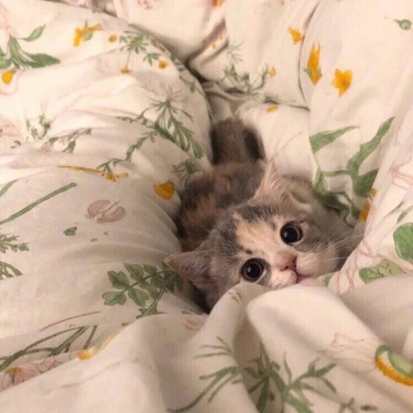 Спокойной ночи котики с сердечками