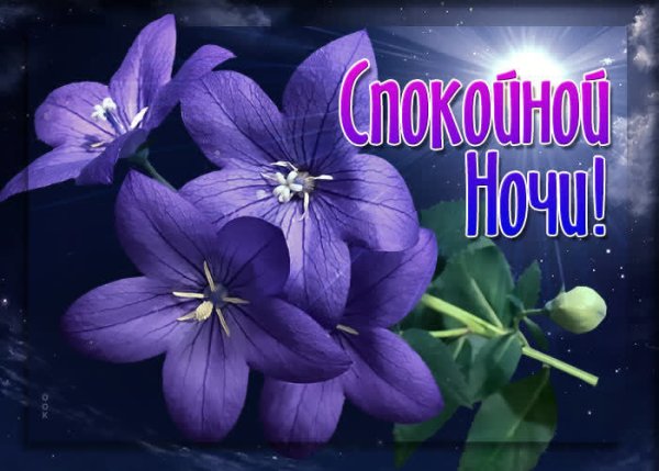 Спокойной ночи цветы