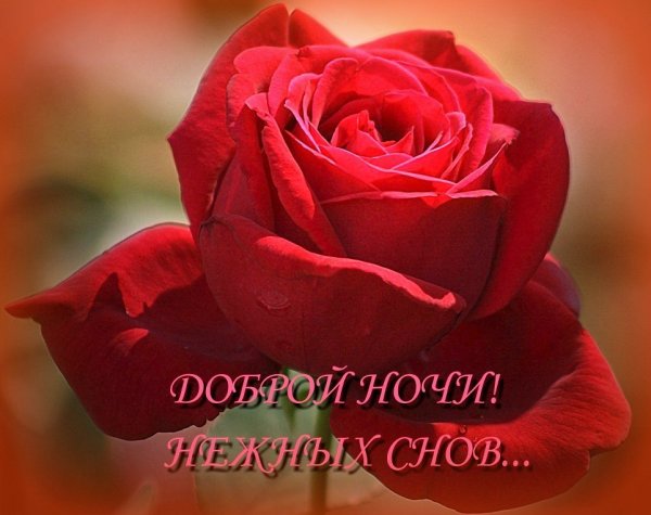 Пожелание спокойной ночи с букетом роз