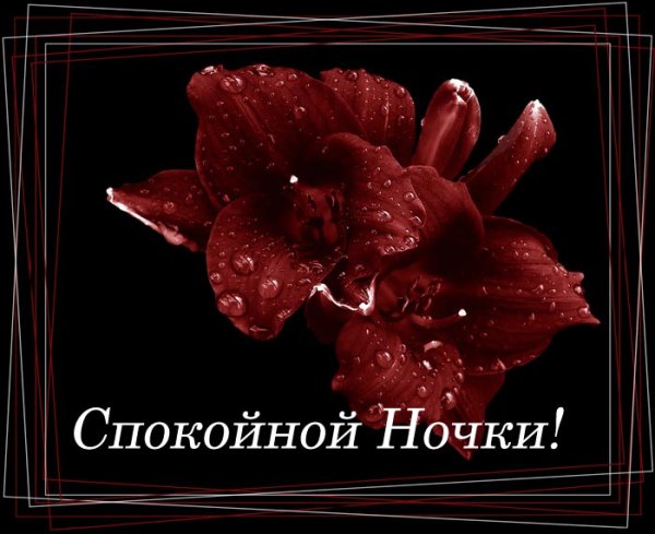 Спокойной ночи сладких снов цветы