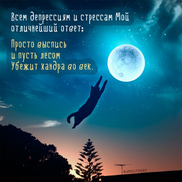 Прикольные пожелания спокойной ночи