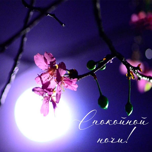 Ночь весной картинки