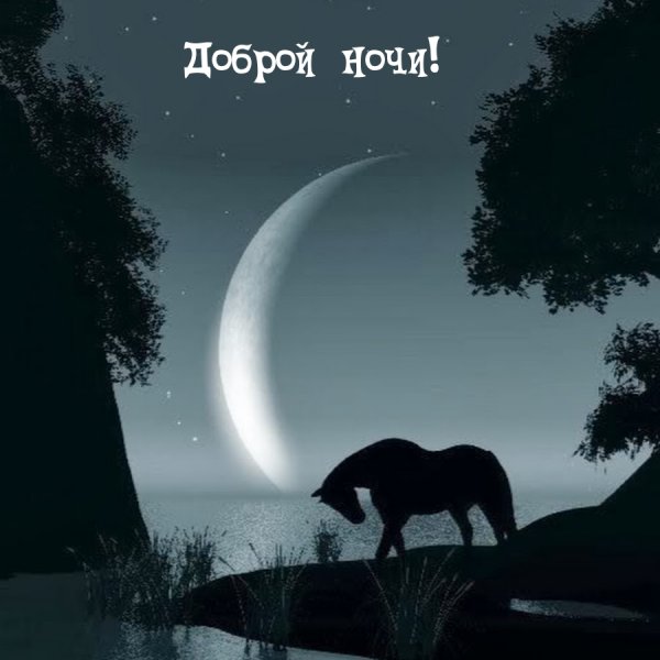 Лошадь под луной