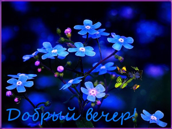 Незабудки добрый вечер