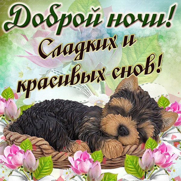 Спокойной ночи сладких снов