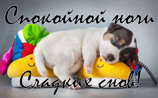 Спокойной ночи щенок